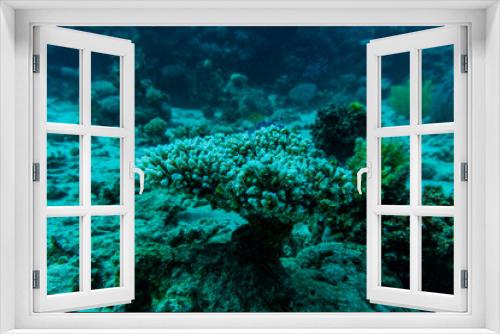 Fototapeta Naklejka Na Ścianę Okno 3D - Stingray on coral reaf of Sharm El Sheih