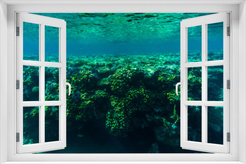 Fototapeta Naklejka Na Ścianę Okno 3D - Fishes on the reef, coral of Red sea
