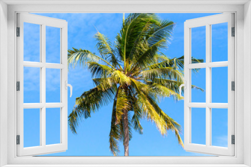 Fototapeta Naklejka Na Ścianę Okno 3D - Single palm tree top in sky. Sunny day in tropical island. Exotic nature scenery.