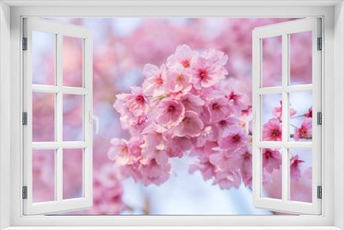Fototapeta Naklejka Na Ścianę Okno 3D - Soft focus Beautiful pink cherry blossom, Sakura flower at full bloom in Japan