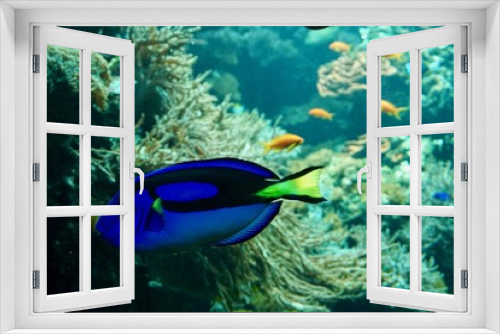 Fototapeta Naklejka Na Ścianę Okno 3D - blauer Fisch schwimmt im Korallenriff