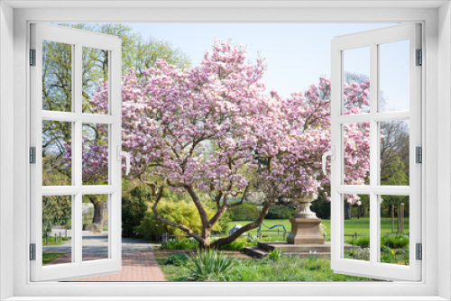 Fototapeta Naklejka Na Ścianę Okno 3D - magnolia,   spring,  background