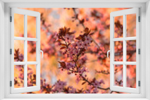 Fototapeta Naklejka Na Ścianę Okno 3D - Cherry flowers