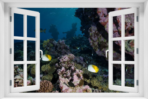 Fototapeta Naklejka Na Ścianę Okno 3D - Reef scenics, inner lagoon, Kingman Reef.