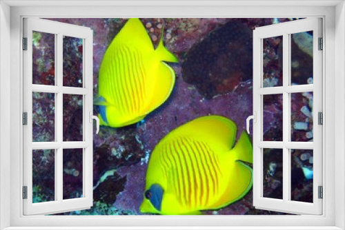 Fototapeta Naklejka Na Ścianę Okno 3D - Butterfly fishes in the Red Sea 