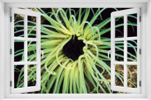 Fototapeta Naklejka Na Ścianę Okno 3D - Anemone, Cerianthus sp. Sarigerme Turkey.