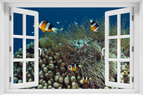 Fototapeta Naklejka Na Ścianę Okno 3D - Clark anemonefishes, Amphiprion clarkii, on pavona hard corals, Sulawesi Indonesia