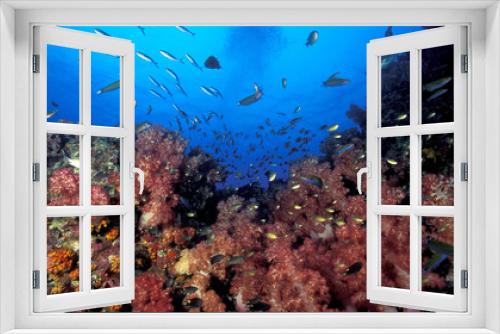 Fototapeta Naklejka Na Ścianę Okno 3D - Andaman Sea, soft corals Koh Bon Thailand
