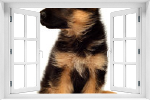 Fototapeta Naklejka Na Ścianę Okno 3D - A beautiful puppy is the German shepherd, isolated on a white background. Fluffy dog close-up of brown and black color