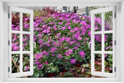Fototapeta Naklejka Na Ścianę Okno 3D - 温室で育てられる花の苗