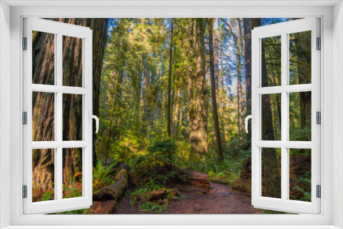 Fototapeta Naklejka Na Ścianę Okno 3D - A path in the fairy green forest. The sun's rays fall through the branches. Redwood national and state parks. California, USA