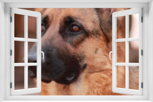 Fototapeta Naklejka Na Ścianę Okno 3D - Portrait of a German Shepherd dog.