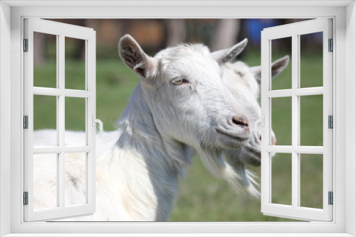 Fototapeta Naklejka Na Ścianę Okno 3D - goats on pasture