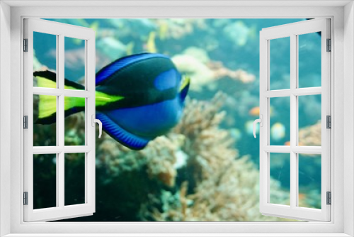 Fototapeta Naklejka Na Ścianę Okno 3D - bunter Fisch im Wasser