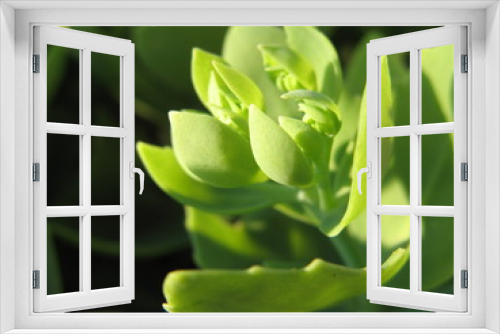 Fototapeta Naklejka Na Ścianę Okno 3D - green