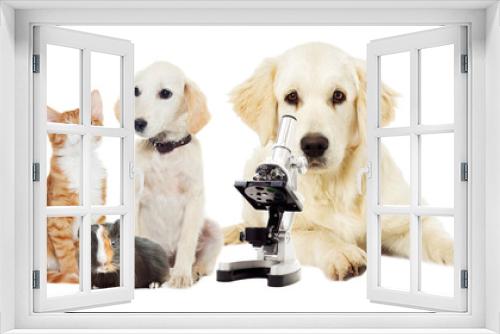 Fototapeta Naklejka Na Ścianę Okno 3D - Set pets
