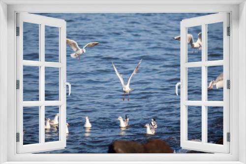 Fototapeta Naklejka Na Ścianę Okno 3D - seagulls flying and swimming in clear blue water