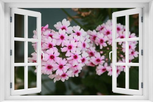 Fototapeta Naklejka Na Ścianę Okno 3D - white verbena