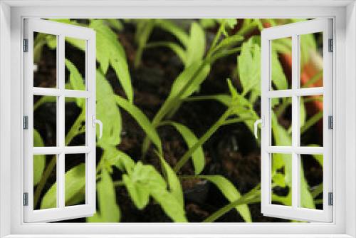 Fototapeta Naklejka Na Ścianę Okno 3D - Hot pepper cultivation i