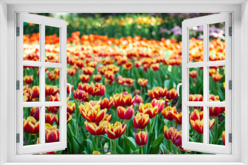 Fototapeta Naklejka Na Ścianę Okno 3D - Tulip garden