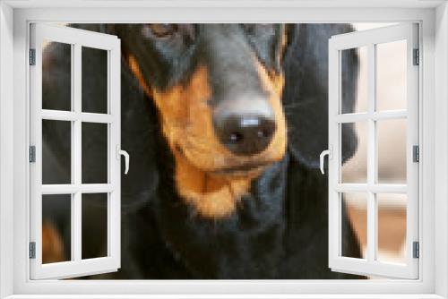 Fototapeta Naklejka Na Ścianę Okno 3D - dog breed dachshund
