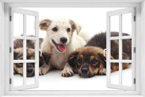 Fototapeta Naklejka Na Ścianę Okno 3D - Three puppies.