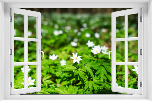 Fototapeta Naklejka Na Ścianę Okno 3D - White flowers anemone in forest. First spring flowers