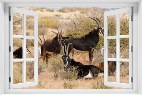 Fototapeta Naklejka Na Ścianę Okno 3D - Small group of mature Sable antelope on a farm in South Africa