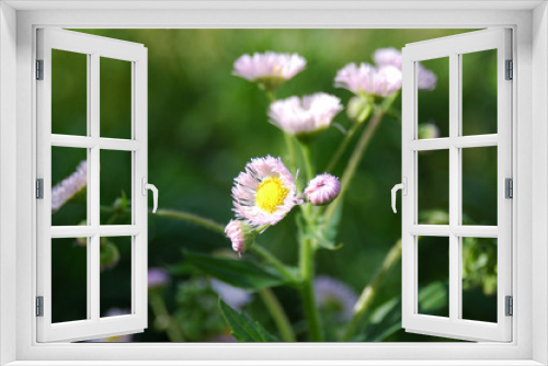Fototapeta Naklejka Na Ścianę Okno 3D - WILD FLOWERS