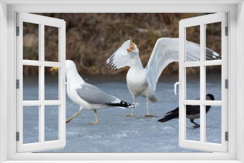 Fototapeta Naklejka Na Ścianę Okno 3D - Yellow-legged Gull (Larus cachinnans). Bird's species is identified inaccurately.