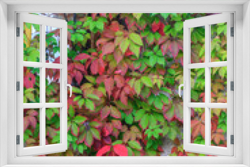 Fototapeta Naklejka Na Ścianę Okno 3D - Boston ivy with colorful leaves at autumn. Natural plant vertical background. House decorations