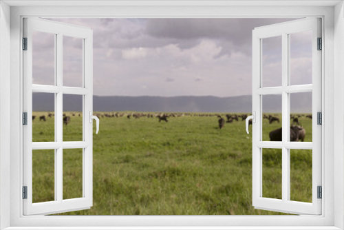 Fototapeta Naklejka Na Ścianę Okno 3D - Wildebeest and zebra in panorama, Ngorongoro Crater, Tanzania