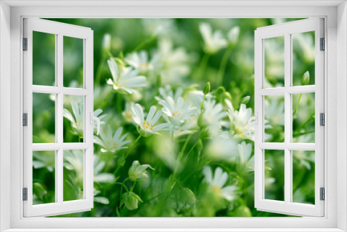 Fototapeta Naklejka Na Ścianę Okno 3D - White flowers in meadow - springtime