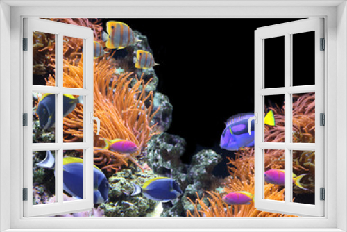 Fototapeta Naklejka Na Ścianę Okno 3D - Underwater scene with tropical fish
