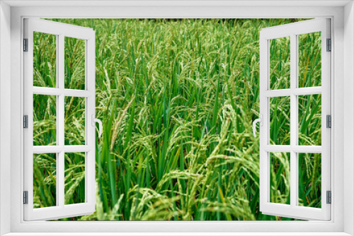 Fototapeta Naklejka Na Ścianę Okno 3D - Close up of green rice grains and leaves growing on field.