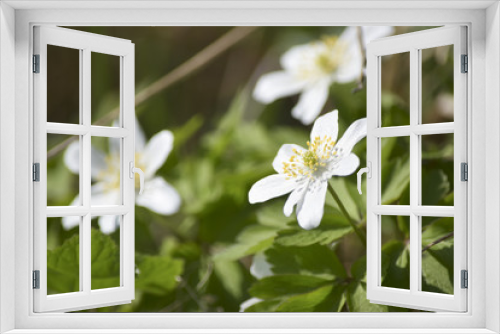 Fototapeta Naklejka Na Ścianę Okno 3D - Fine white wild flowers herbs