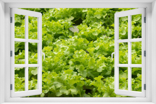 Fototapeta Naklejka Na Ścianę Okno 3D - close up of organic salad lettuce