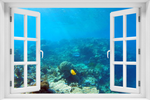 Fototapeta Naklejka Na Ścianę Okno 3D - diving