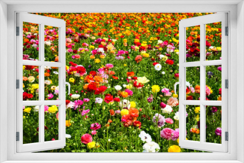 Fototapeta Naklejka Na Ścianę Okno 3D - Ranunculus field