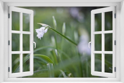 Fototapeta Naklejka Na Ścianę Okno 3D - Budding in spring