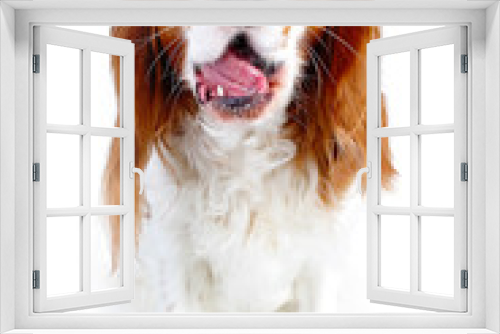 Fototapeta Naklejka Na Ścianę Okno 3D - Talking loud dog. King charles spaniel puppy. Barking dog.