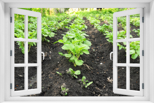 Fototapeta Naklejka Na Ścianę Okno 3D - Close up on rows of green potato plant in field. Growing potato.