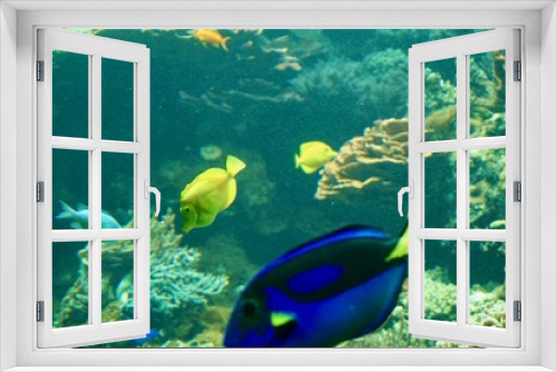 Fototapeta Naklejka Na Ścianę Okno 3D - tauchen mit fischen