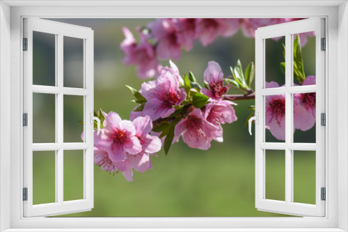 Fototapeta Naklejka Na Ścianę Okno 3D - Melocotonero en flor