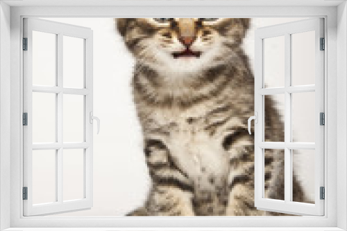 Fototapeta Naklejka Na Ścianę Okno 3D - kitten