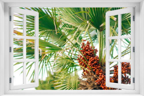Fototapeta Naklejka Na Ścianę Okno 3D - Date palm in Montenegro. Fruit on the palm tree.