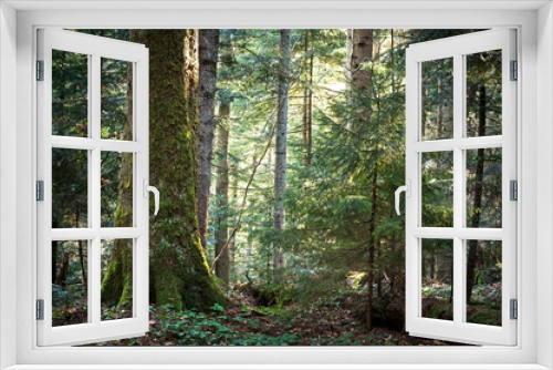 Fototapeta Naklejka Na Ścianę Okno 3D - Old beautiful fir forest. fir virgin forest. piece of virgin fir forests