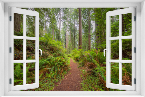 Fototapeta Naklejka Na Ścianę Okno 3D - Huge logs overgrown with green moss and fern lie in the forest. A path in the amazing green forest of sequoias. Redwood national and state parks. California, USA