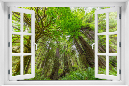 Fototapeta Naklejka Na Ścianę Okno 3D - Amazing green forest of sequoia. Huge sequoias on the background of the blue sky. The sun's rays fall through the branches. Redwood national and state parks. California, USA