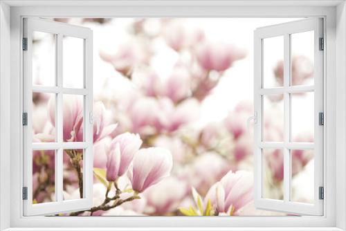 Fototapeta Naklejka Na Ścianę Okno 3D - Blüten eines Magnolienbaumes